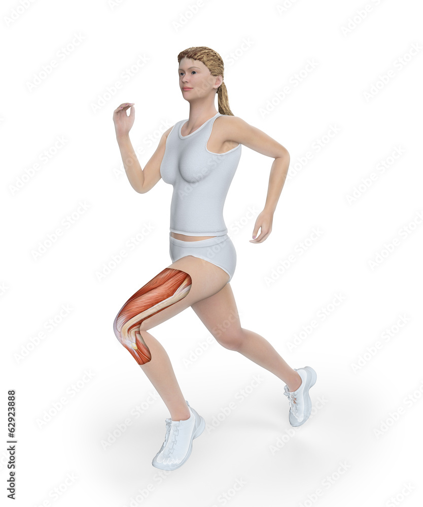 Female runner anatomy Female runner anatomy