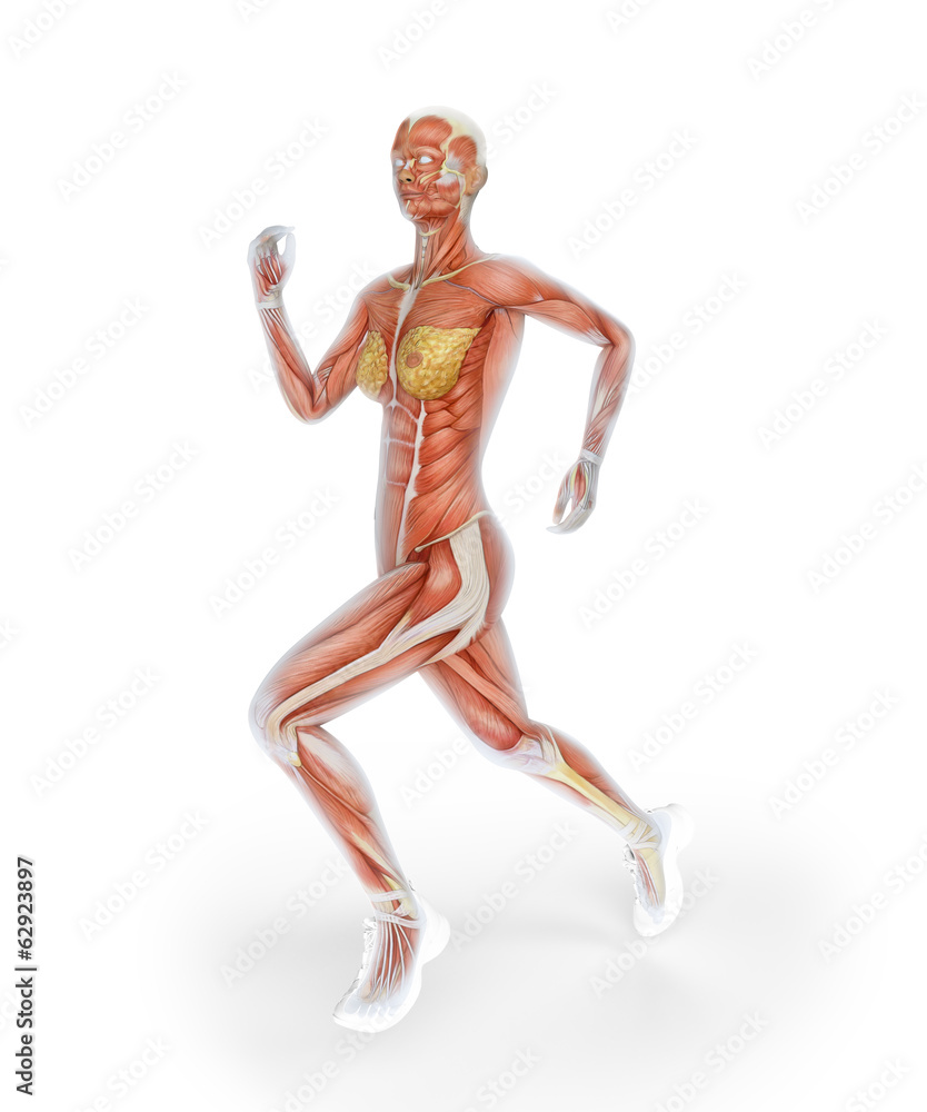 Female runner anatomy Female runner anatomy