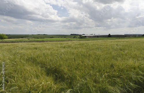 Photos Summer-time landscape with wheat field and sky