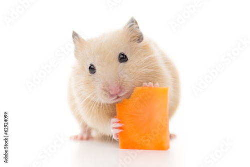 ニンジンを食べるキンクマハムスター