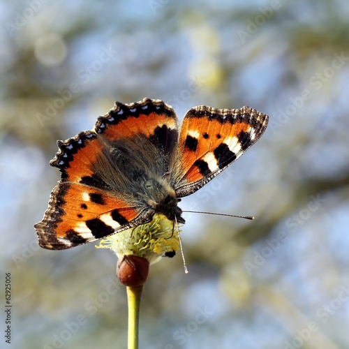 frühling / spring