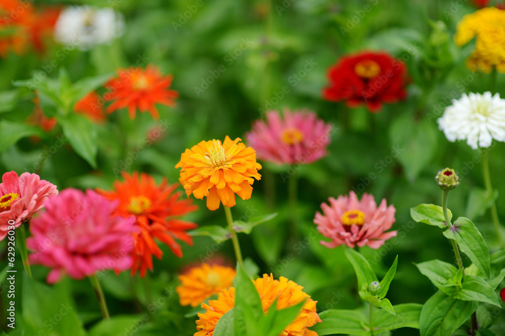 Red and orange zinnia flowers Red and orange zinnia flowers
