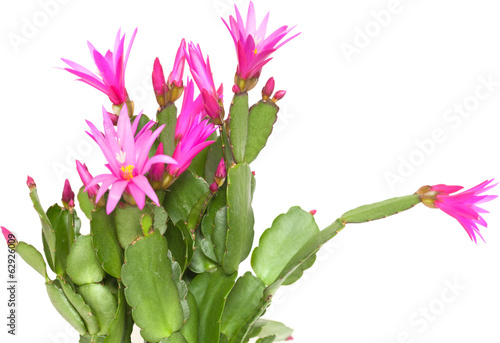 Fototapeta Naklejka Na Ścianę i Meble -  Christmas Cactus