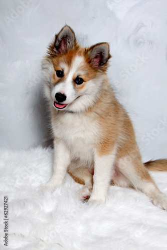 Norwegian lundhund dog