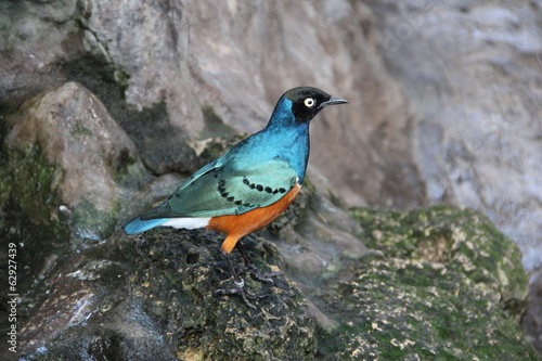 Uccello Blu