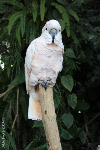 Pappagallo