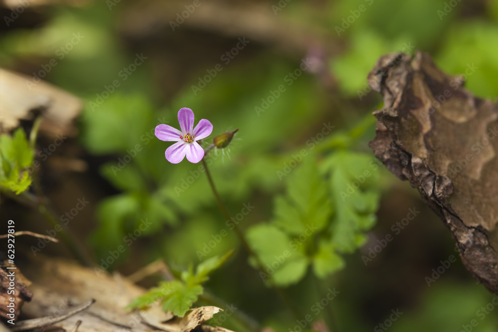 Herb robert, Geranium robertianum Herb robert, Geranium robertianum