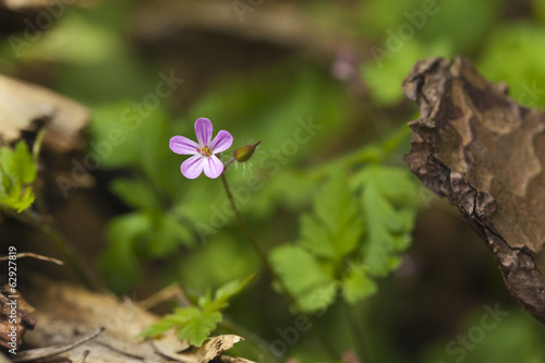 Fototapeta Naklejka Na Ścianę i Meble -  Herb robert, Geranium robertianum