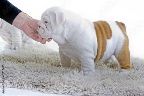 Cute english bulldog dog puppy © Tatiana Katsai