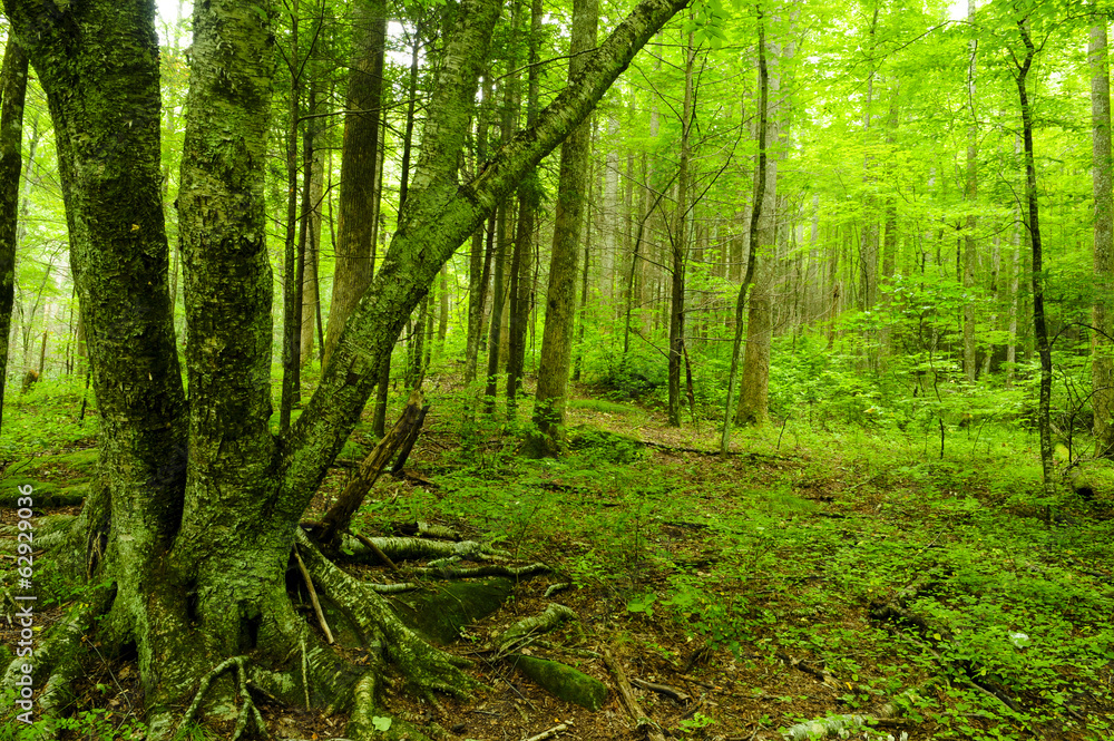 Fototapeta premium Great Smoky Mountain National Park