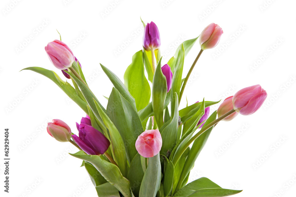 Obraz premium Bouquet of pink Dutch tulips in closeup