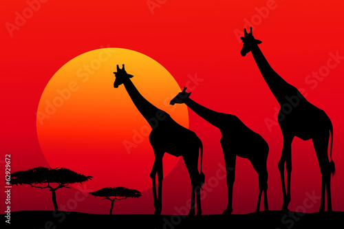 African safari at sunset -vector