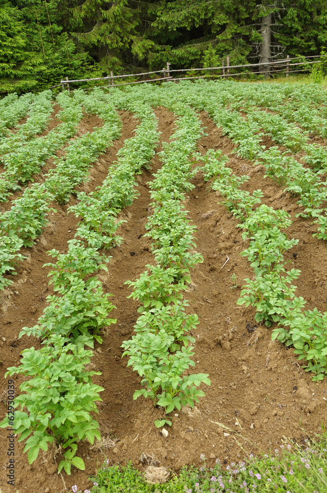 Rows of growing potato in ukrainian Carpatian