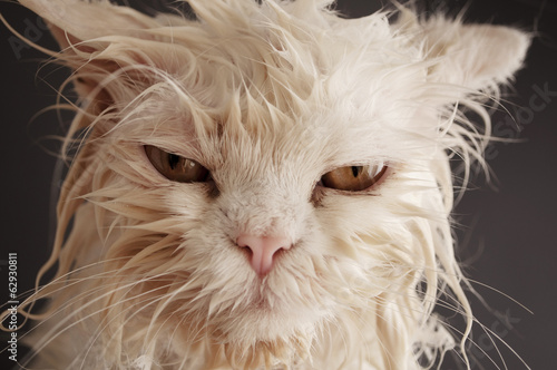Tablou canvas Wet cat