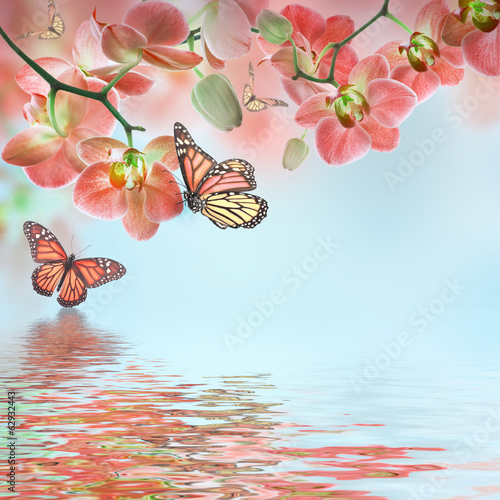 Fototapeta Naklejka Na Ścianę i Meble -  Floral background of tropical orchids and  butterfly