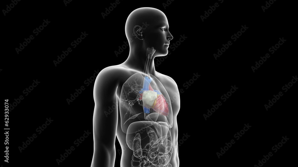 medical animation of the medical animation of the