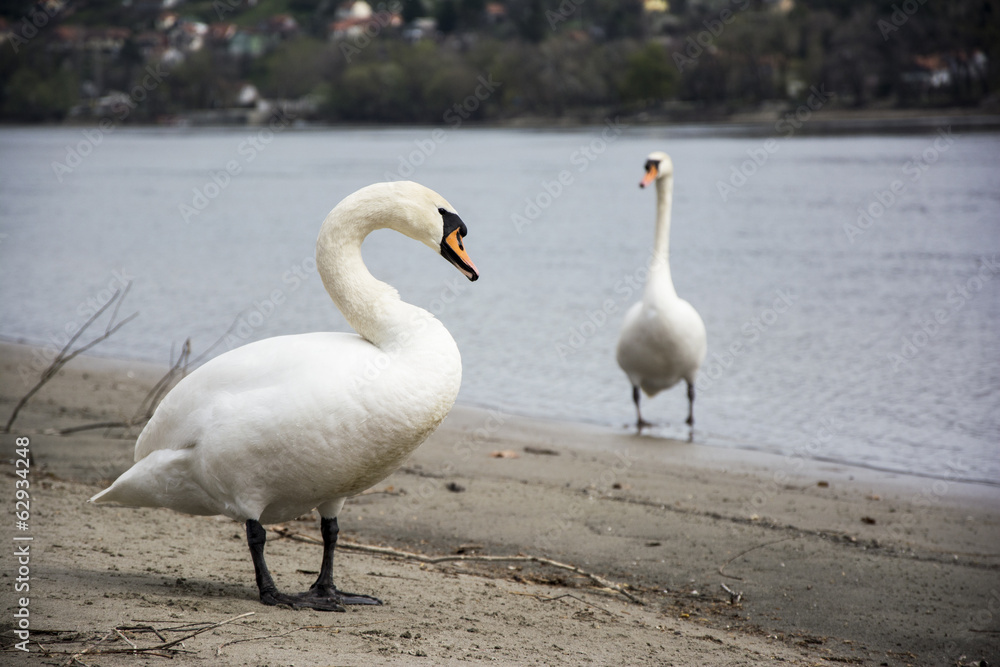 Swan couple talking Swan couple talking