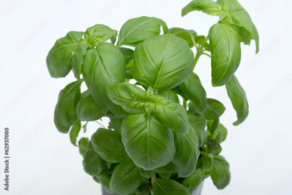 Fresh basil leaves isolated on white background Fresh basil leaves isolated on white background