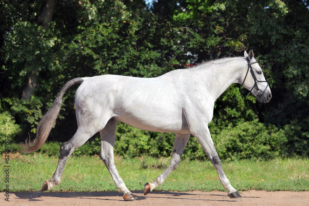 Obraz premium Hanoverian horse trotting