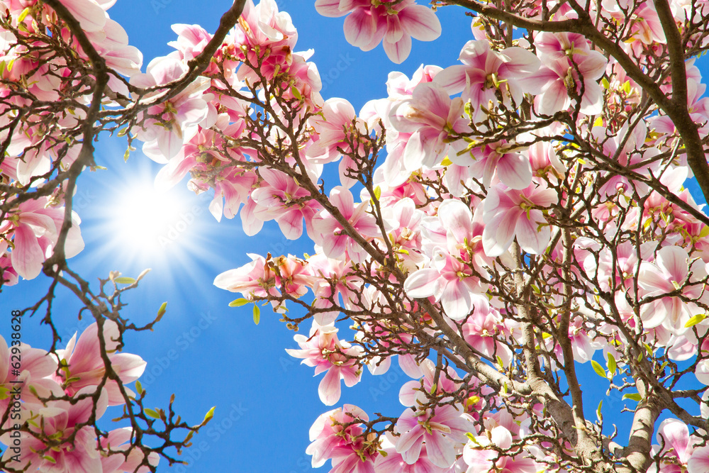 Magnolia on a sunny, warm day - obrazy, fototapety, plakaty 