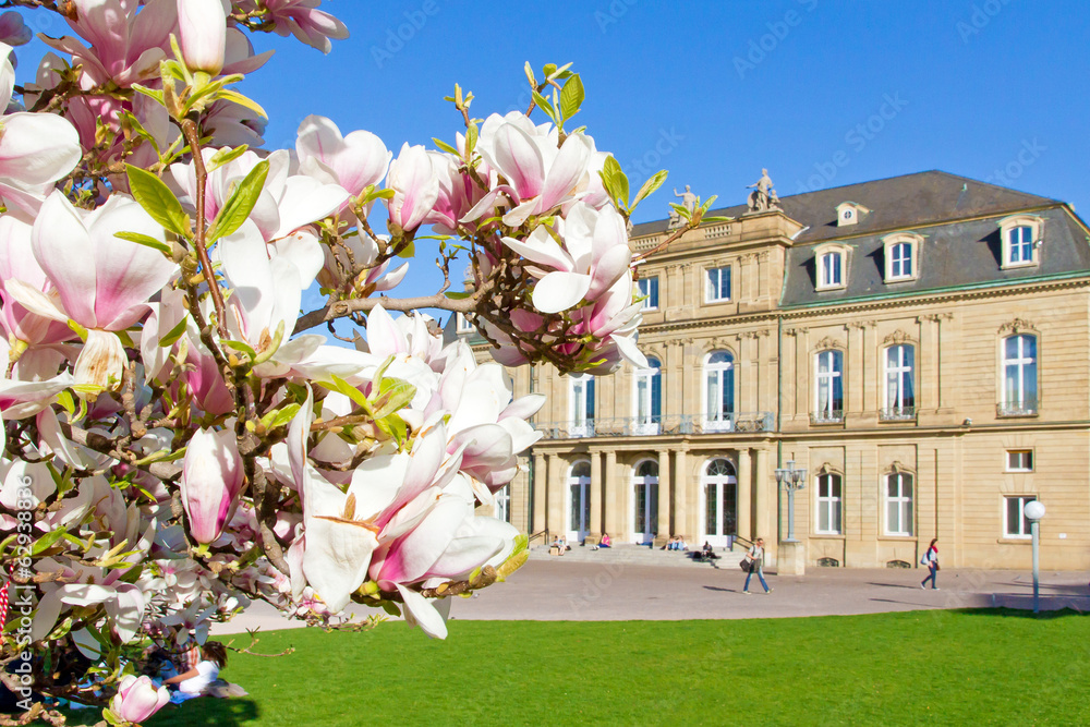 Magnolienblüte in Stuttgart - Stuttgarter Schloss im Hintergrund - obrazy, fototapety, plakaty 