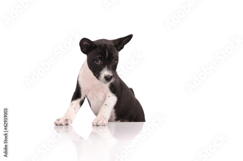 Basenji dog puppy isolated over white background © Art_man