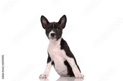 Basenji dog puppy isolated over white background © Art_man