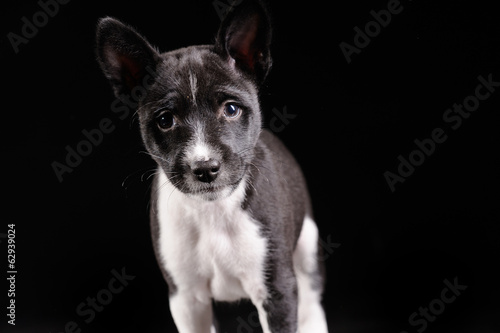 Basenji dog puppy isolated over black background © Art_man