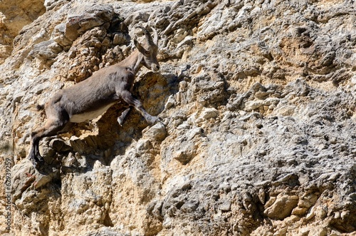 stambecco corre (Capra ibex)