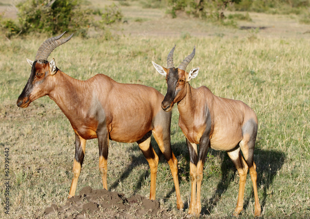 Beautiful topi antelopes in the Masai mara grassland Beautiful topi antelopes in the Masai mara grassland