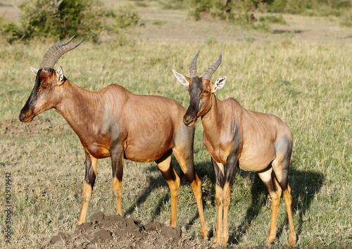 Beautiful topi antelopes in the Masai mara grassland