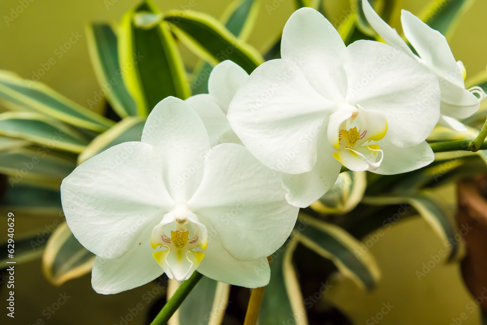 Obraz premium White Phalaenopsis orchid