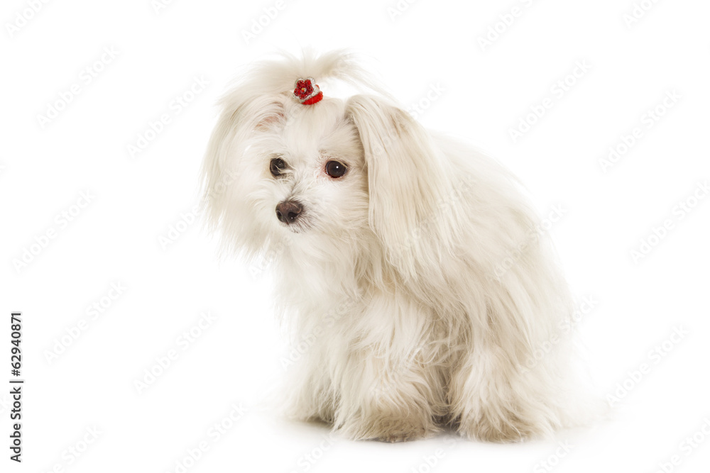 White Maltese dog is sitting on white background White Maltese dog is sitting on white background