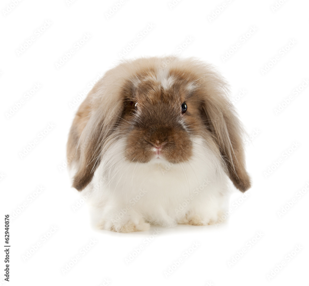 Rabbit Angora isolated on white background Rabbit Angora isolated on white background