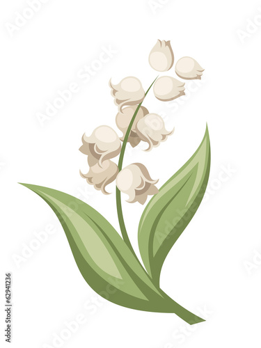 Fototapeta Naklejka Na Ścianę i Meble -  Lily of the valley flower. Vector illustration.