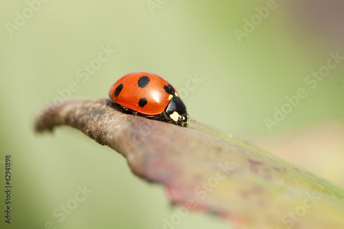 Ladybird on a leaf © erika8213