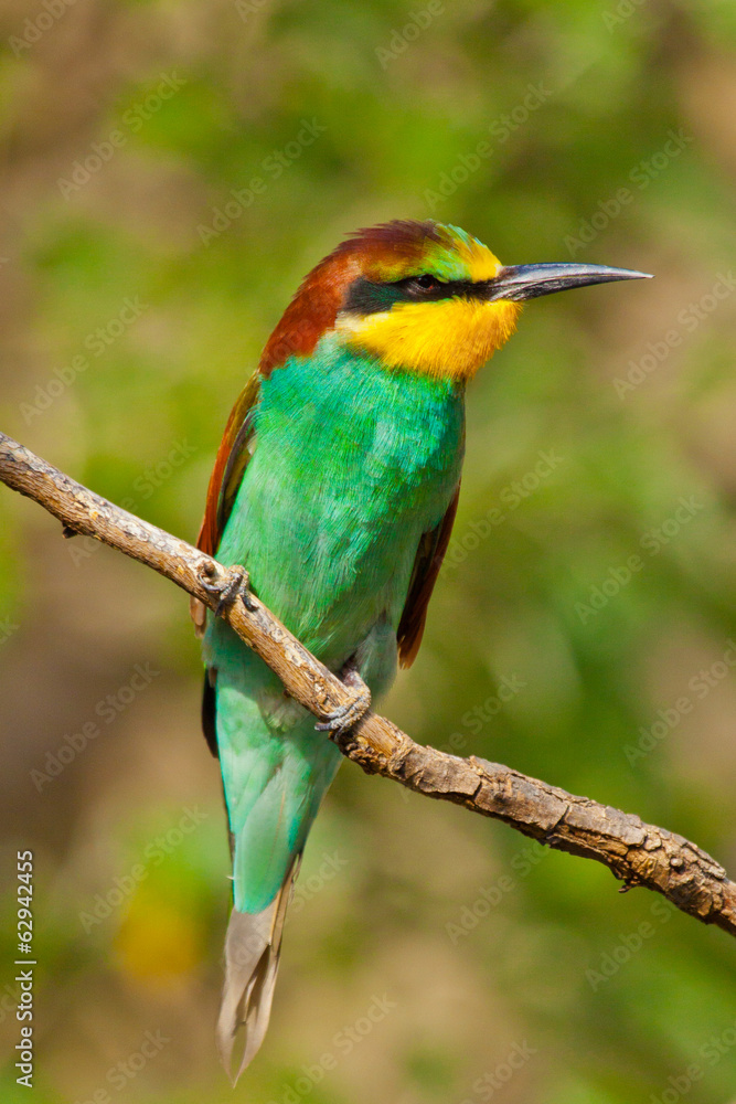 Bienenfresser (Merops apiaster) Bienenfresser (Merops apiaster)