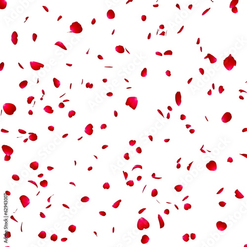 Petals of roses on the isolated background