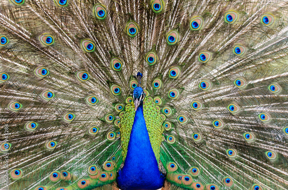 Obraz premium Peacock showing feathers