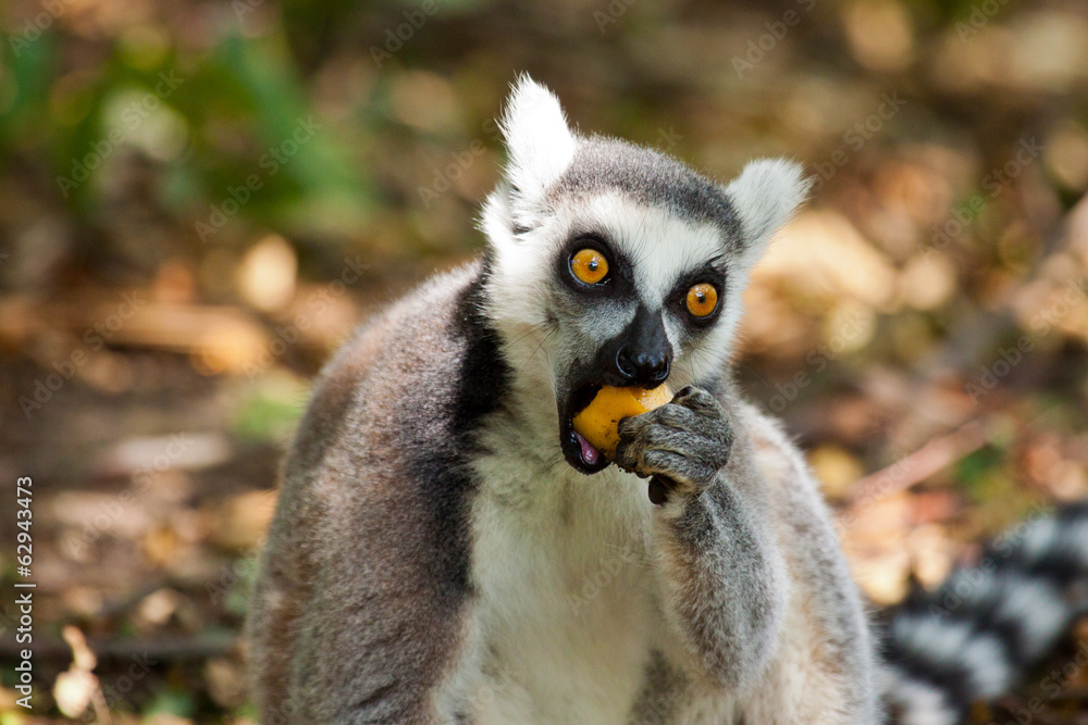 Fototapeta premium Kattas (Lemur catta)