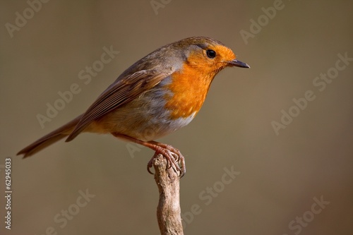 Robin bird photo taken in his natural environment