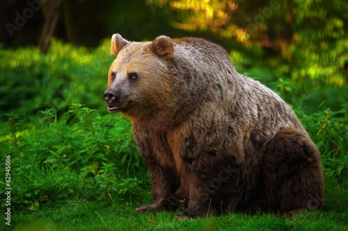 Side portrait of brown bear in countryside.