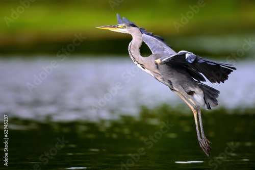 Fotografie Flying heron