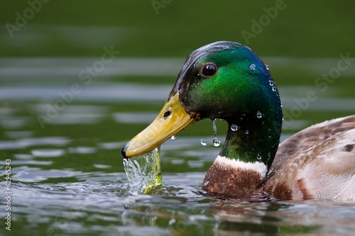 Duck mallard emerged from the water