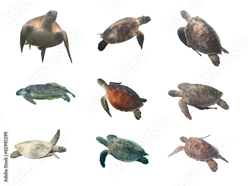 Sea turtles collection  green and hawksbill   isolated on white