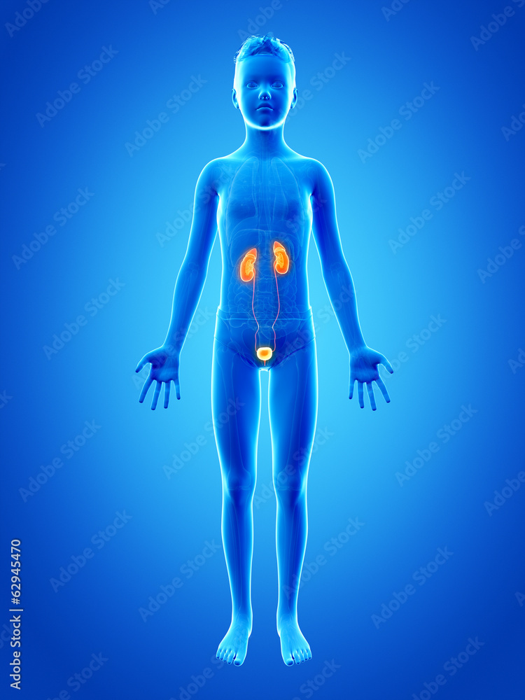 anatomy of a young boy - the urinary system