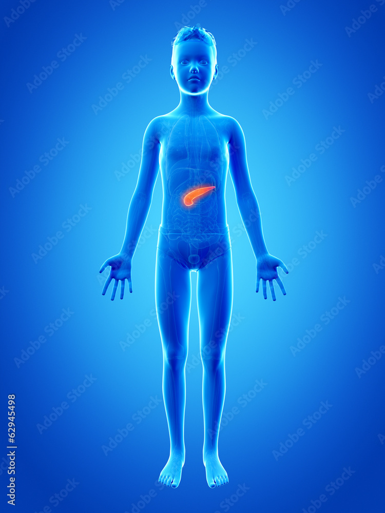 anatomy of a young boy - the pancreas