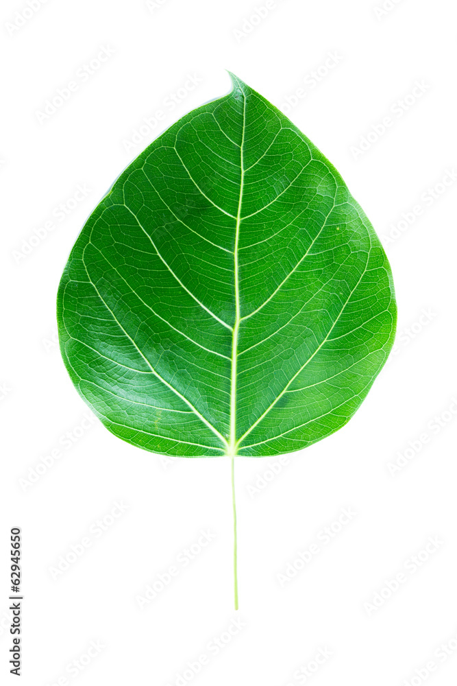 Obraz premium bodhi tree leaf