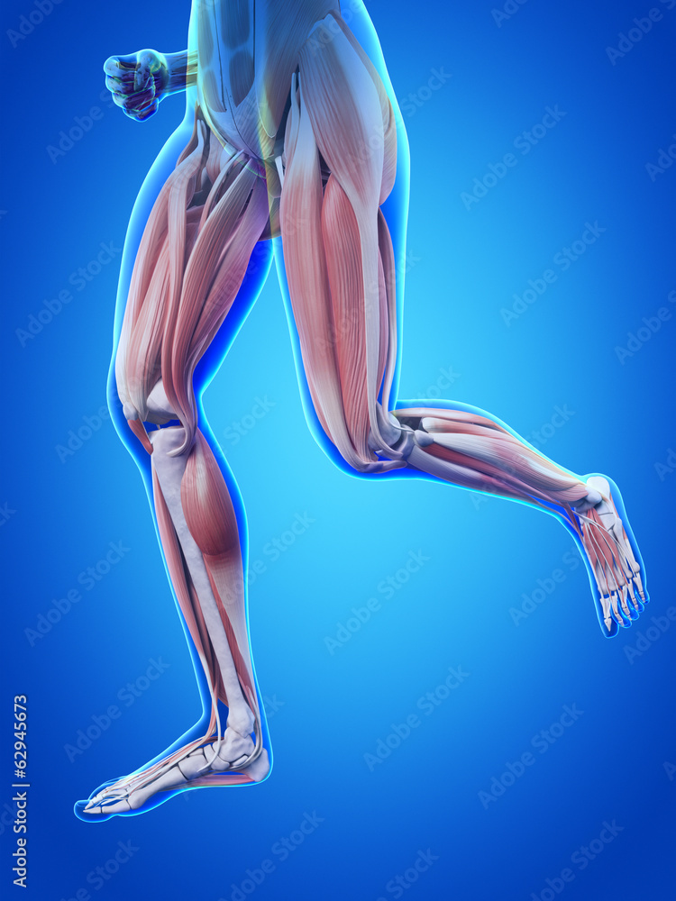 jogging woman with visible blood muscles