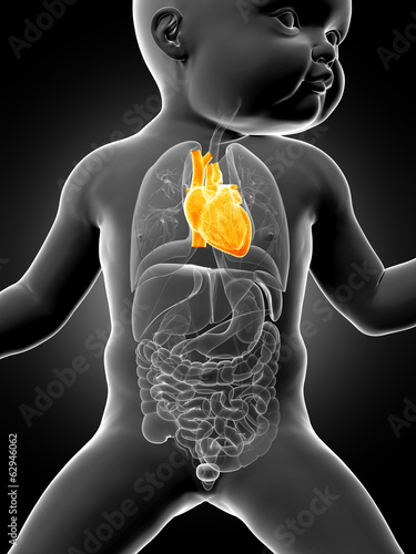 medical illustration showing the heart of a baby photo